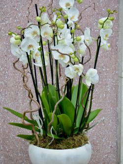 Marie est zen : les coupes d'orchidées
