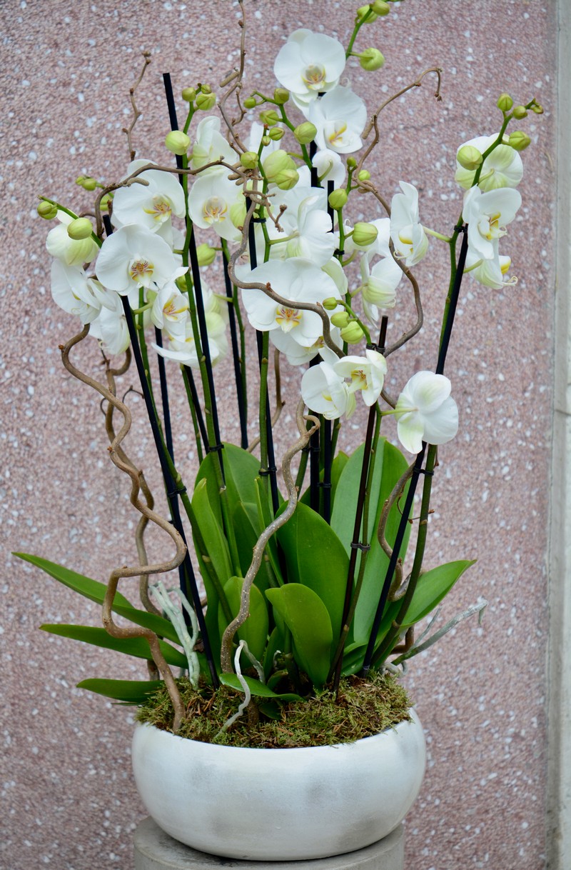 Faut Il Couper Les Tiges Des Orchidées