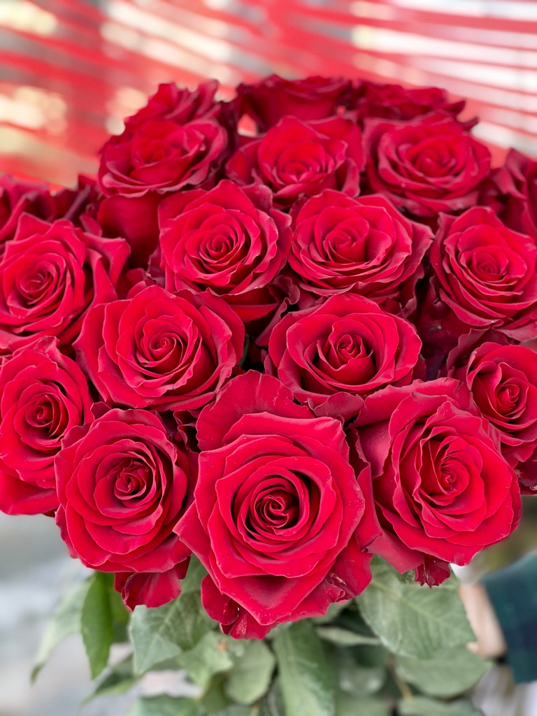 Bouquet de roses rouges - Marie Paolini